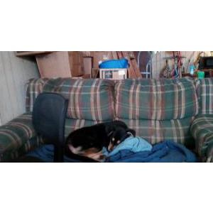 Image of APRIL, Lost Dog