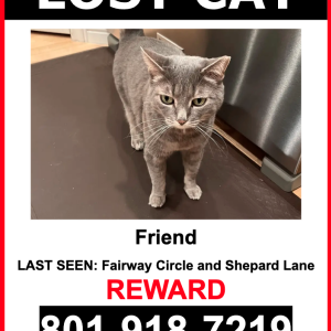 Image of Friend, Lost Cat