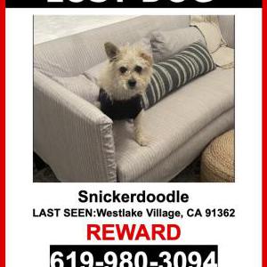 Lost Dog SNICKERDOODLE