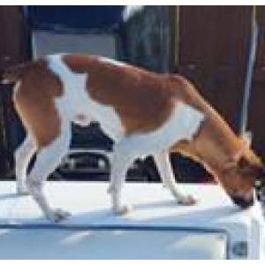 Image of Bobby, Lost Dog