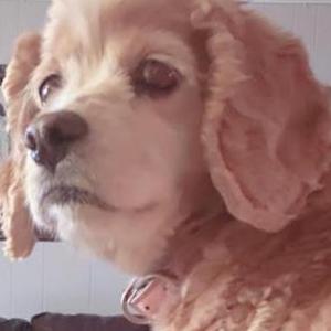 Image of Daisy, Lost Dog