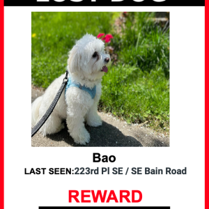 Image of Bao, Lost Dog