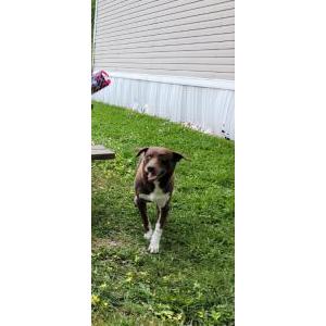 Image of Brownie, Lost Dog
