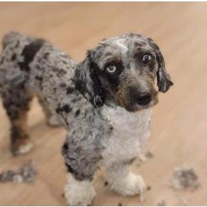 Image of Rainbow, Lost Dog