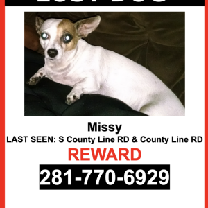 Lost Dog Missy