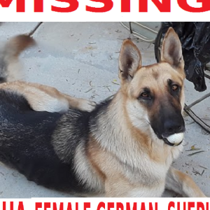 Lost Dog Sasha