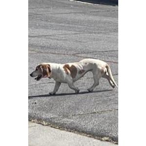 Found Dog Unknown - basset f