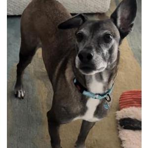 Image of Venus, Lost Dog
