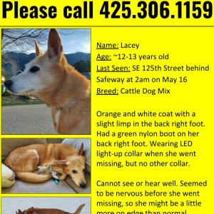 Lost Dog Lacey