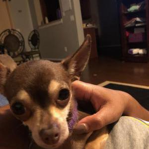 Image of Bella, Lost Dog