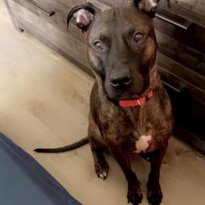 Image of Rex, Lost Dog