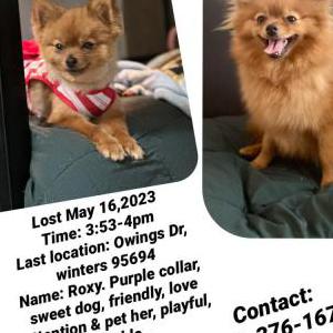 Lost Dog Roxy