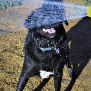 Image of Gunner, Lost Dog