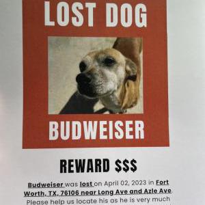Image of Budweiser, Lost Dog