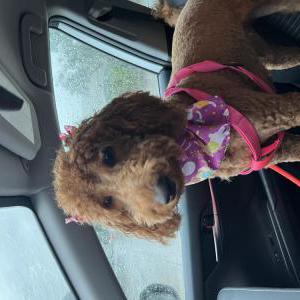Lost Dog nala brown goldendoo
