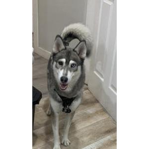 Lost Dog Kyra