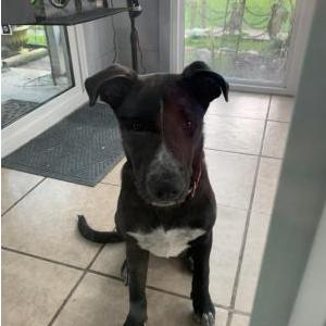 Image of Unknown, Found Dog