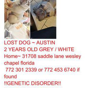 Lost Dog Austin