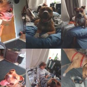 Image of Athena, Lost Dog