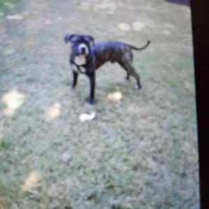 Image of Tyson, Lost Dog