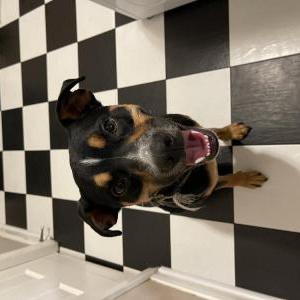 Image of Unknown, Found Dog