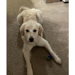 Image of Bella, Lost Dog