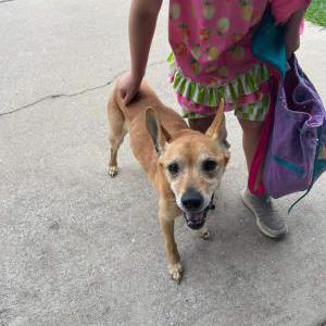 Image of Fitz, Lost Dog