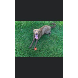 Lost Dog Donnie Maye