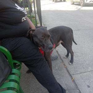 Lost Dog Bonnie