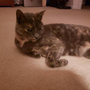 Image of Fiora, Lost Cat