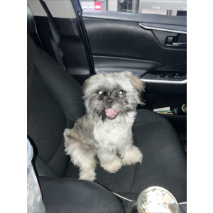 Lost Dog Kash