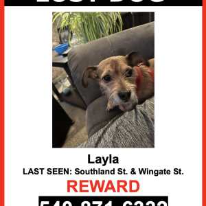 Lost Dog Layla