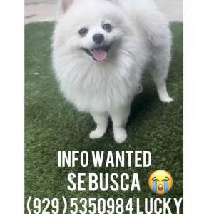 Lost Dog Lucky