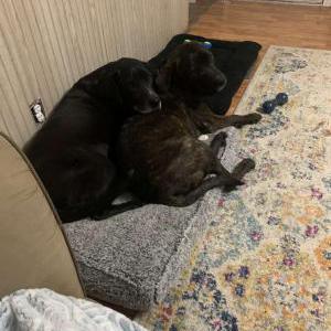 Lost Dog Shimono and Berkeley