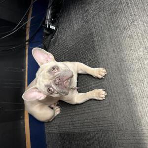 Image of Hazel, Lost Dog