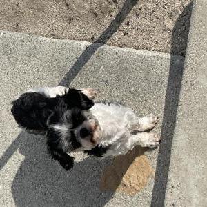 Image of Pepper, Lost Dog