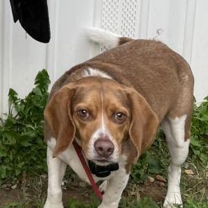 Image of Rex, Lost Dog