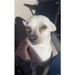 Lost Dog Coco