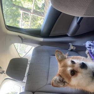 Image of UNKNOWN, Lost Dog