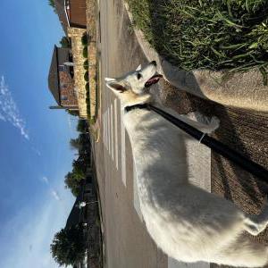 Image of Unknown, Found Dog
