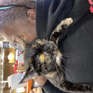 Image of Milky Way, Lost Cat