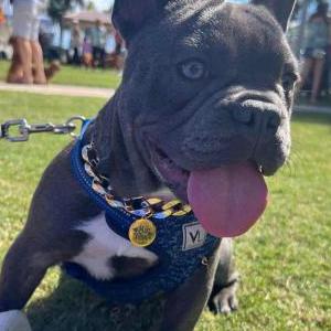 Image of Coco, Lost Dog