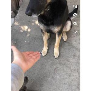 Image of Oso, Lost Dog