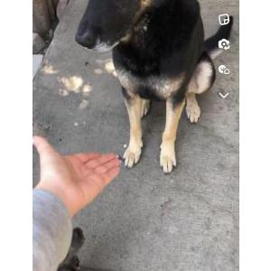 Lost Dog Oso