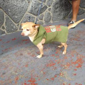 Found Dog Unknown