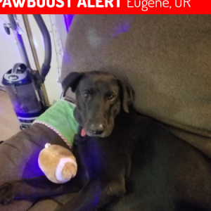 Image of Zeus, Lost Dog