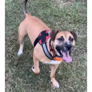 Image of Zooey, Lost Dog