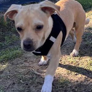Image of Nate, Lost Dog