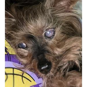 2nd Image of Mona, Lost Dog