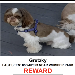 Lost Dog Gretzky